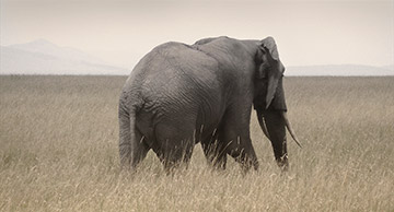 Elephant on the Plains