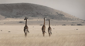 Giraffes