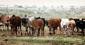 Maasai Cattle