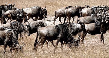 Wildebeest