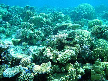 CORAL GARDEN NO.1