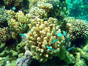 CORAL GARDEN NO.2