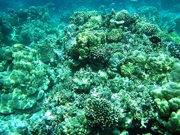 CORAL GARDEN NO.3