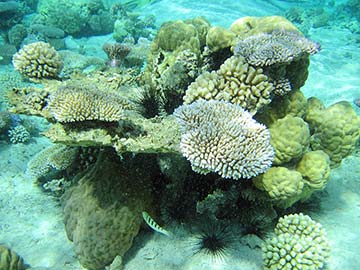 CORAL GARDEN NO.4