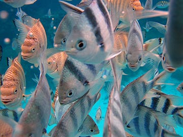 SCHOOL OF BUTTERFLY