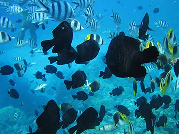 SCHOOL OF FISH