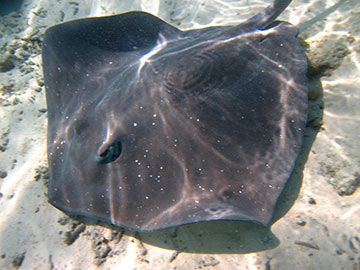 STINGRAY